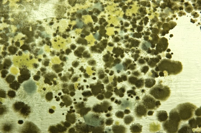 Mold