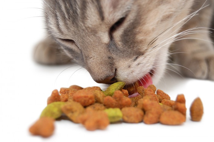 Cat Eating