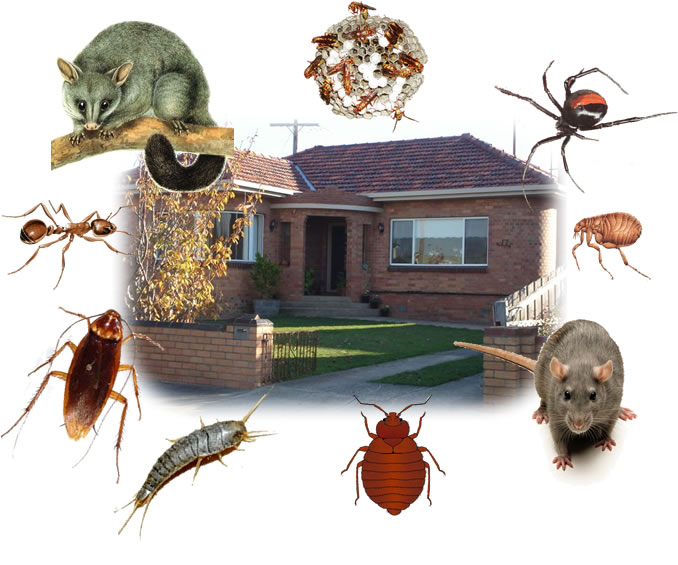 House Pests