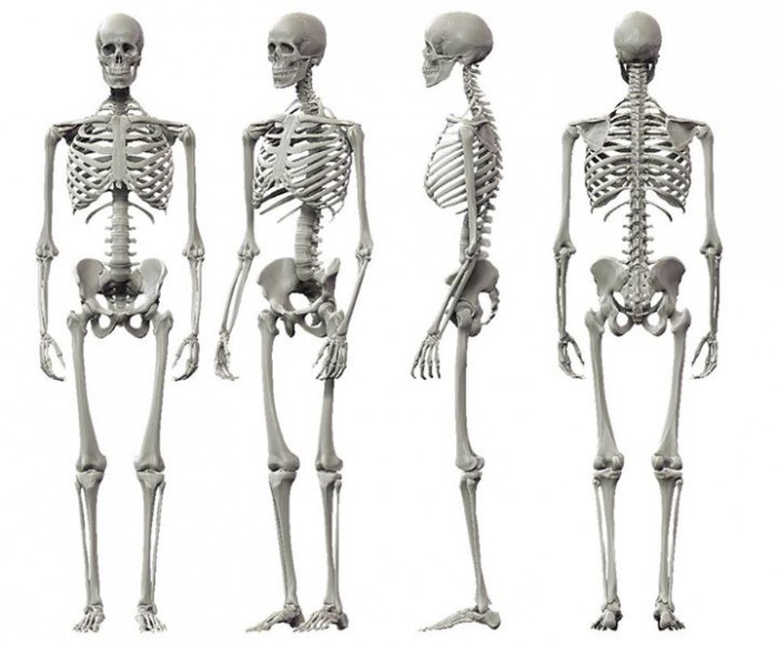 human skeleton