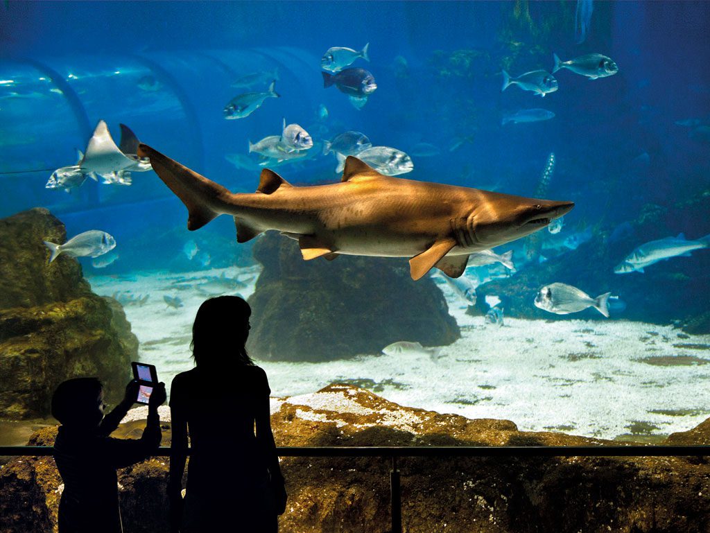 Underwater World of L’Aquàrium